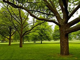 image of trees in a park